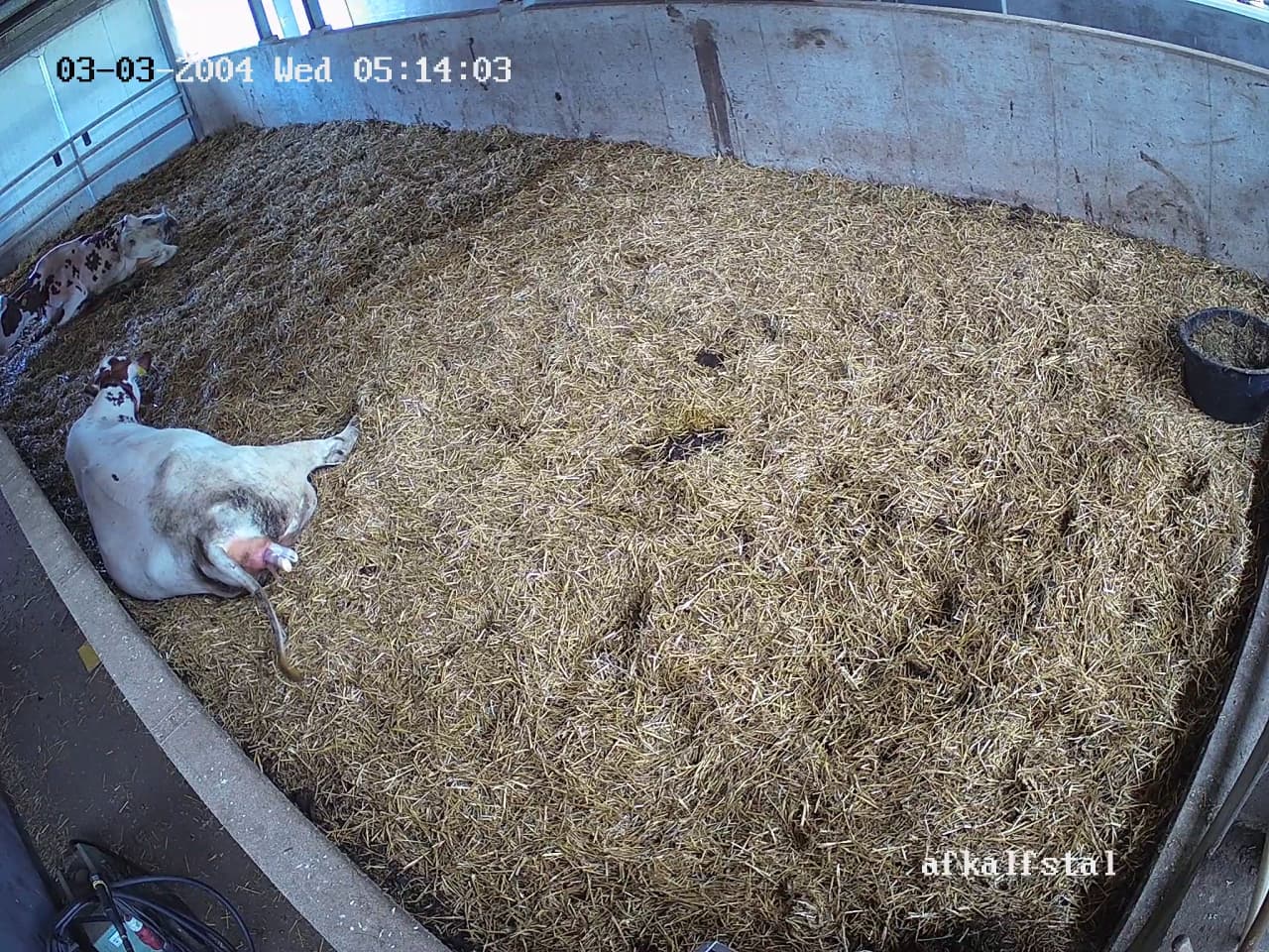 Barn camera view