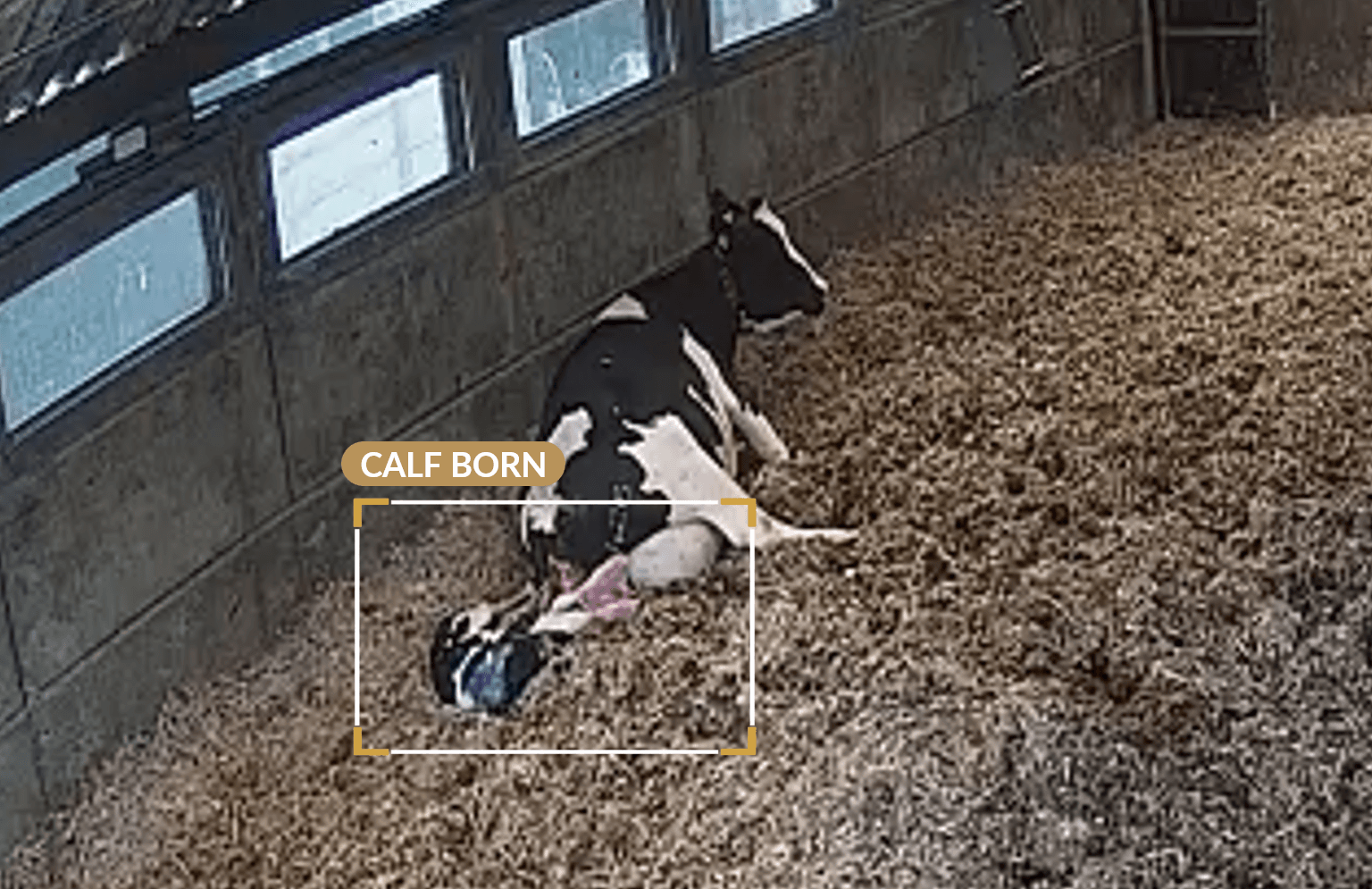 Camera frame showing newborn calf on the ground
