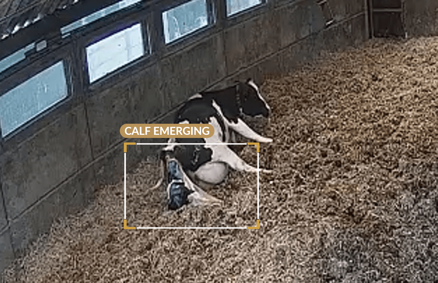 Camera frame showing calf body actively emerging