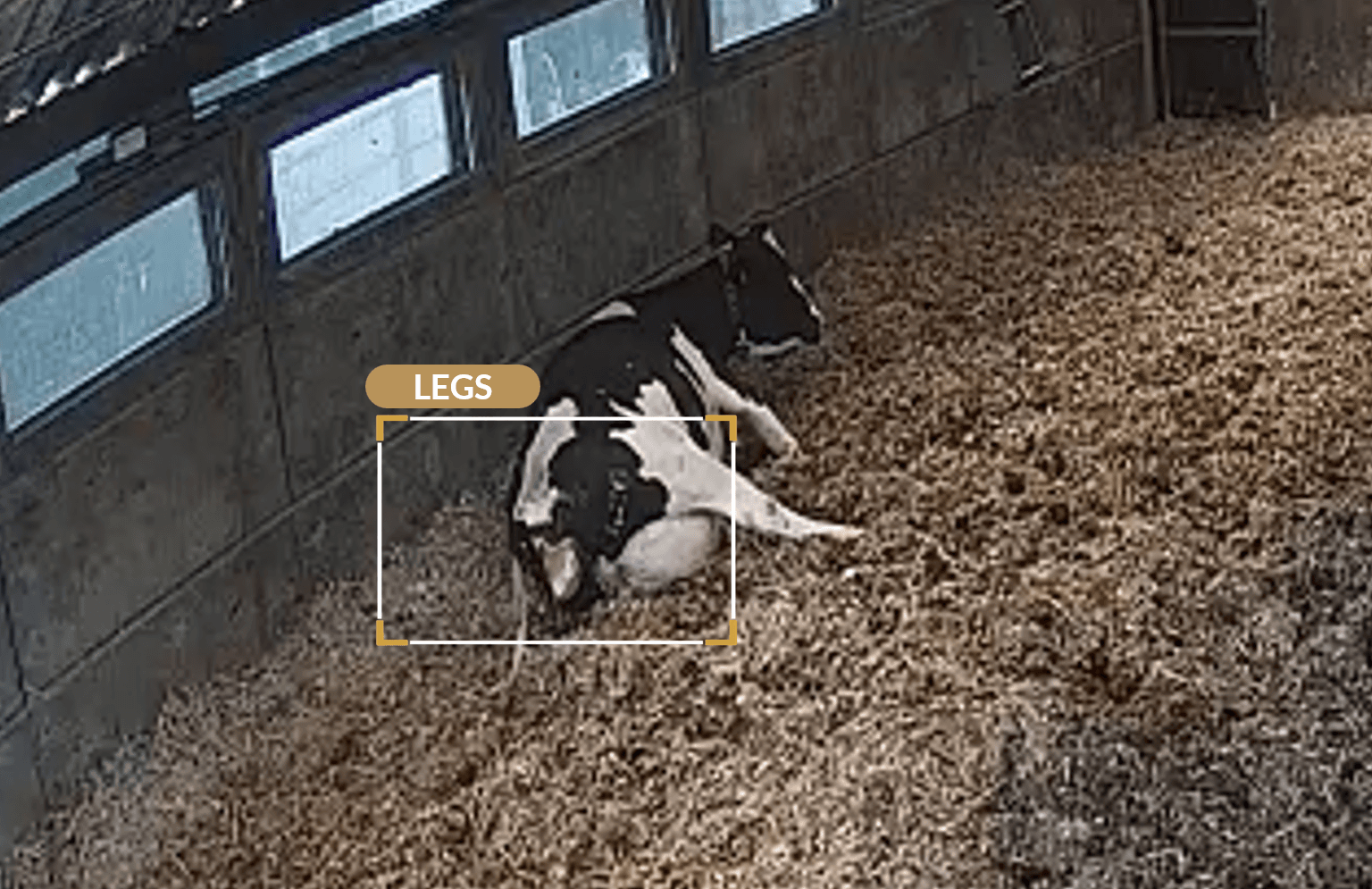Camera frame showing calf legs beginning to emerge