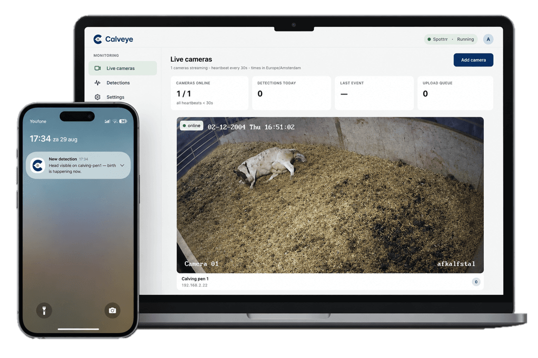 Calving cows in a barn